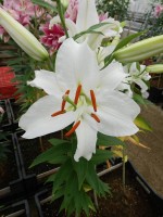 [4240 Siberia EVR(POF) No02.JPG]